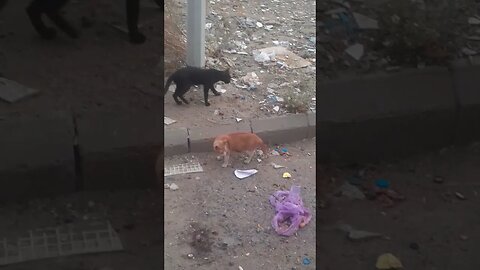Black Vs Brown Cat: Brown Wins