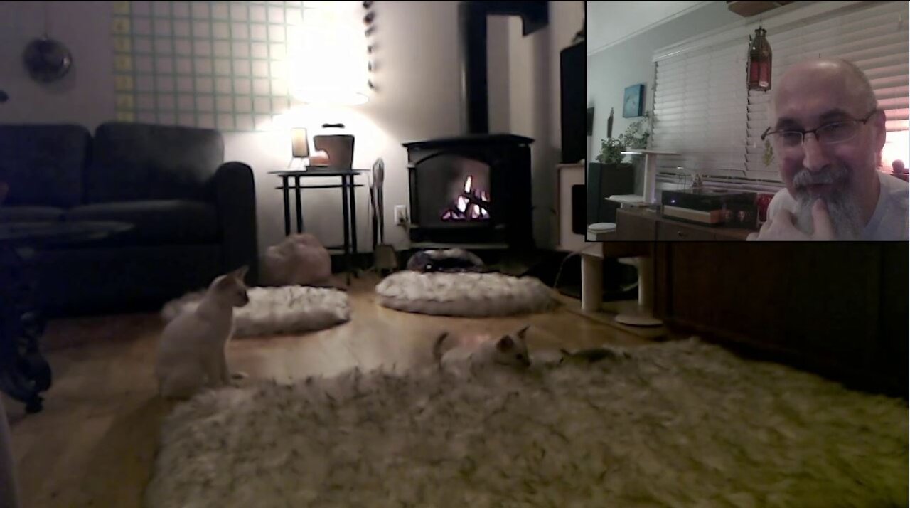 Kittens Playing, Round 1: Sal & Veeya's Live Stream Workout - Lilac Lynx Balinese Cats, Two Brothers