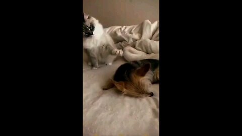 Funny Cat Video