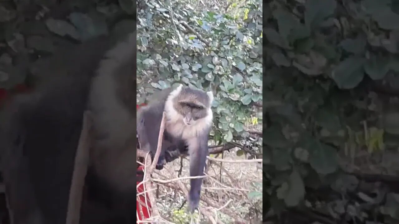 savannah monkey #relaxing #lions #nature #travel #wildlife #viral #animals #love #cat#short