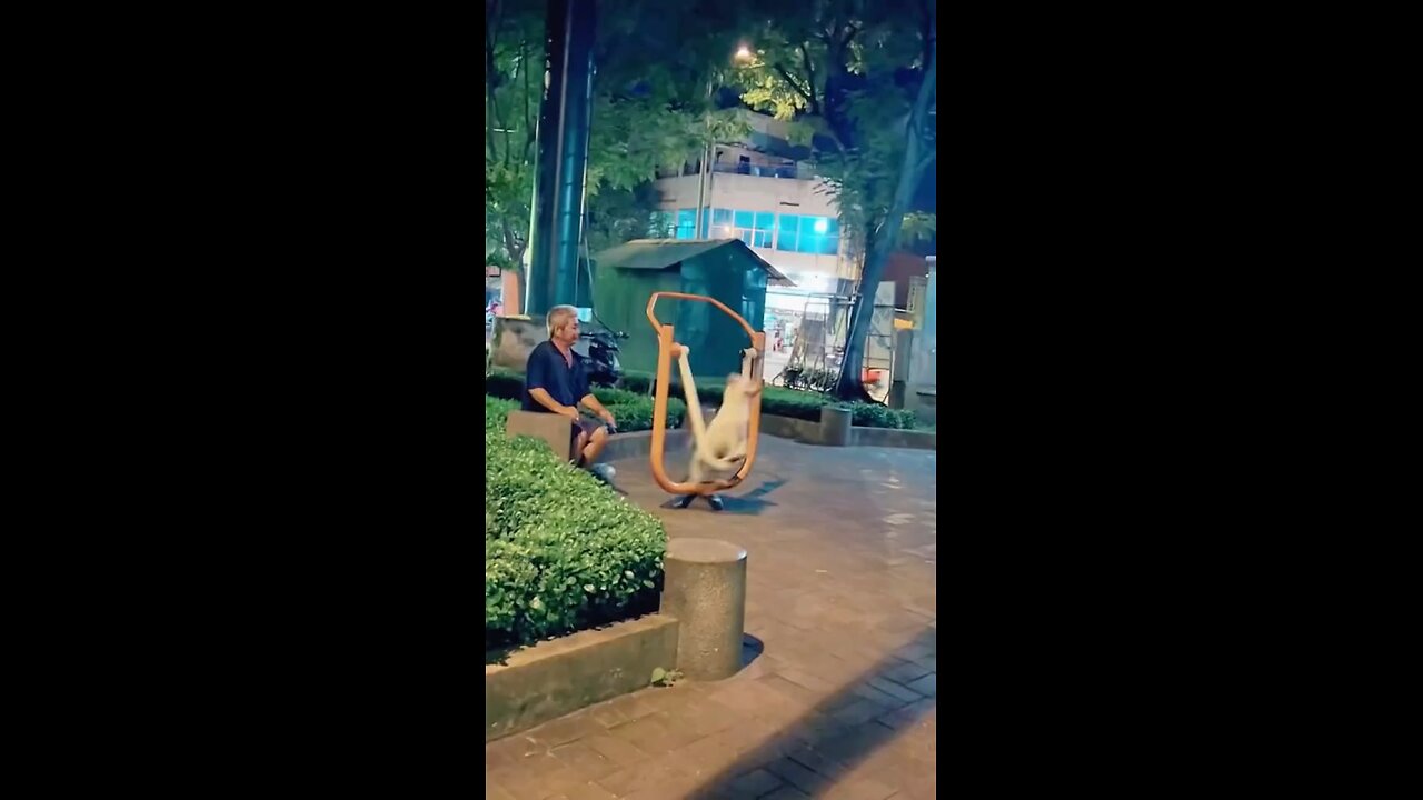 Funny dog/dog plays in the background/so cute dog