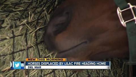 Horses displaced by Lilac Fire ready to move home