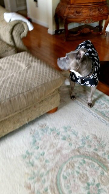 Sapphire the Pitt Velcro Dog issue