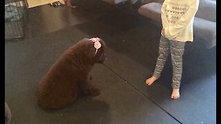Sweet Newfoundland puppy gets dressed up