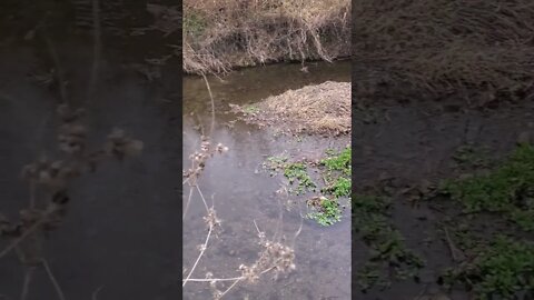 great looking autumn creek.