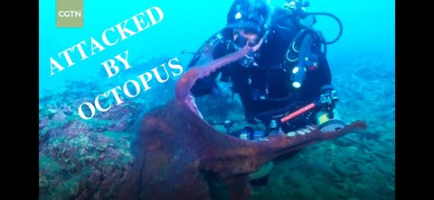 Diver Attacked By Octopus