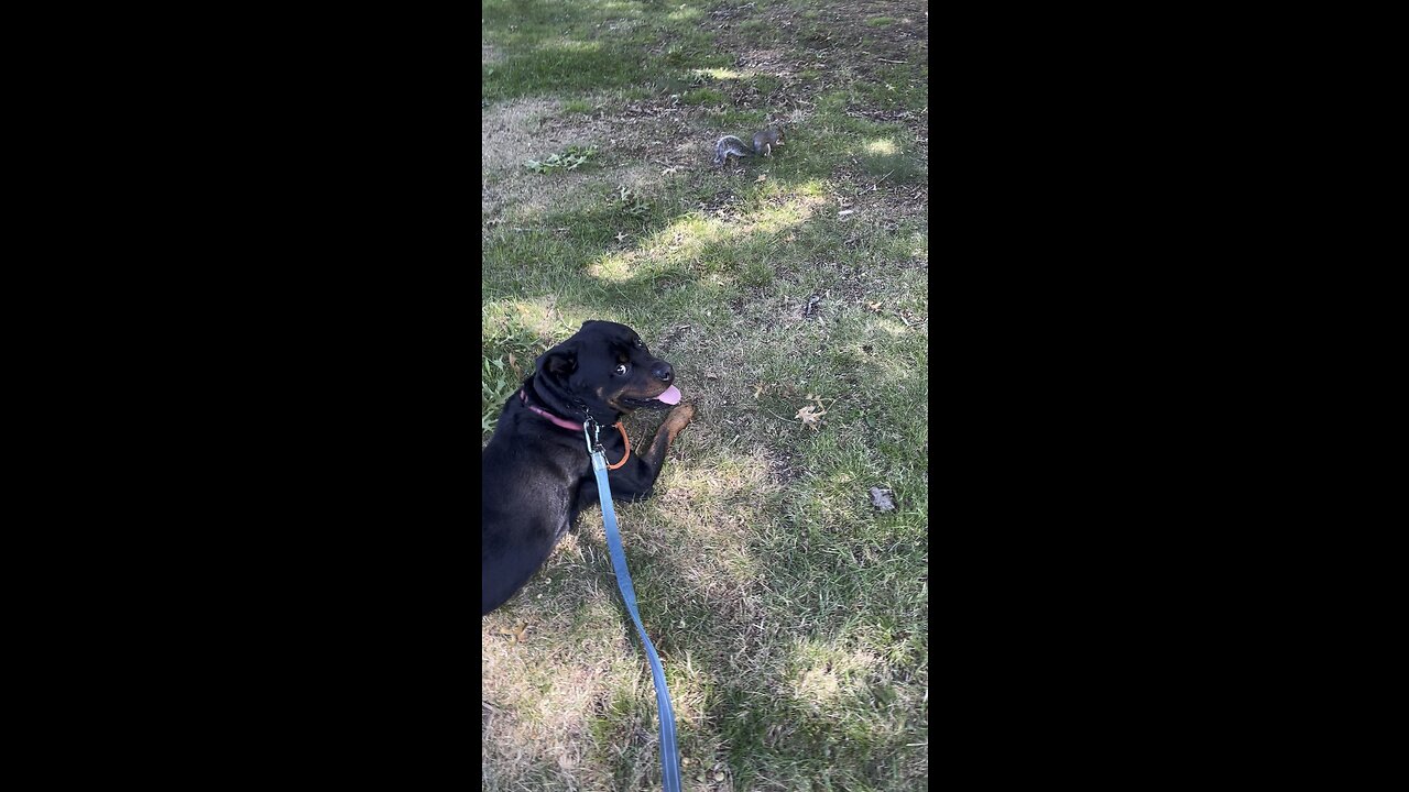 Rottweiler v squirrel