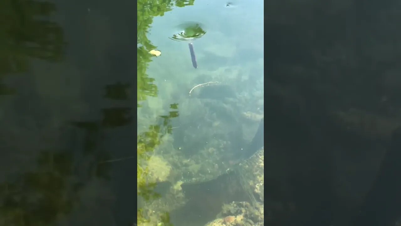 Natural Spring - Vortex created by pressure from spring forcing water in.