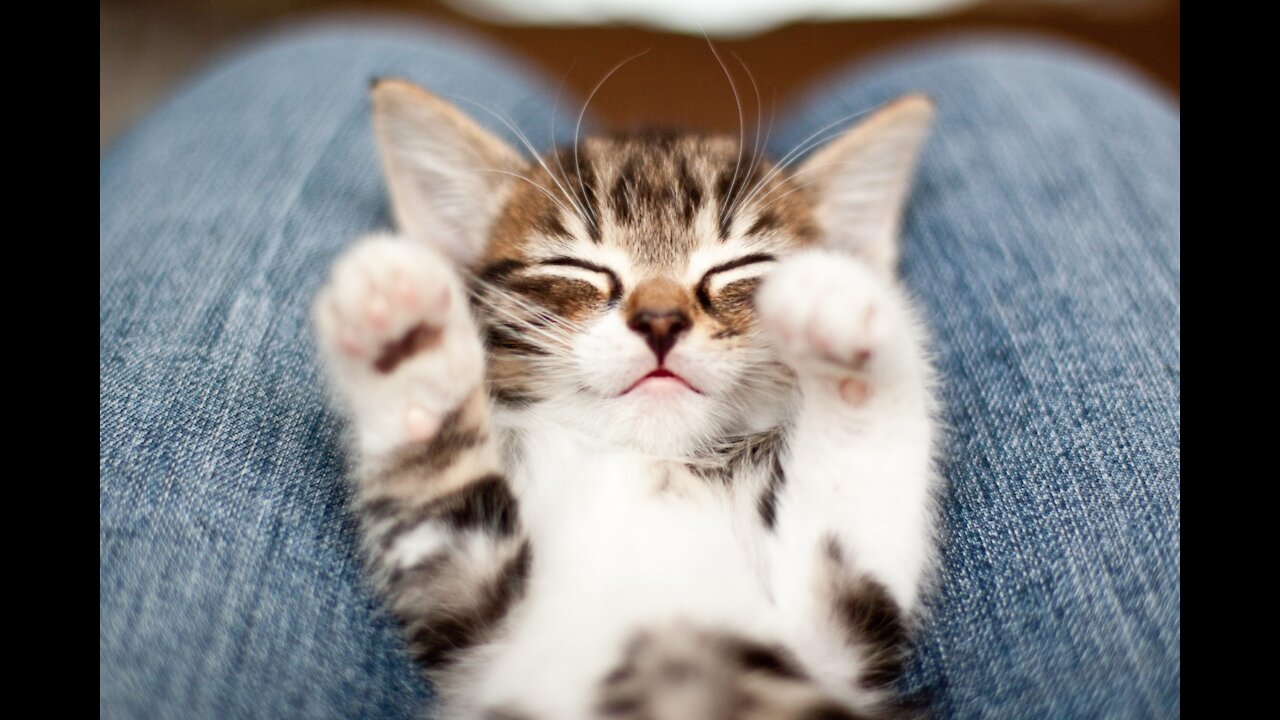 Adorable Kitty Gets Their Fur Brushed