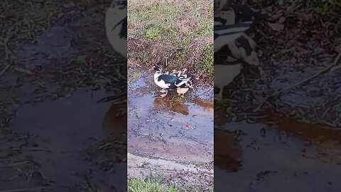 BABY DUCKS