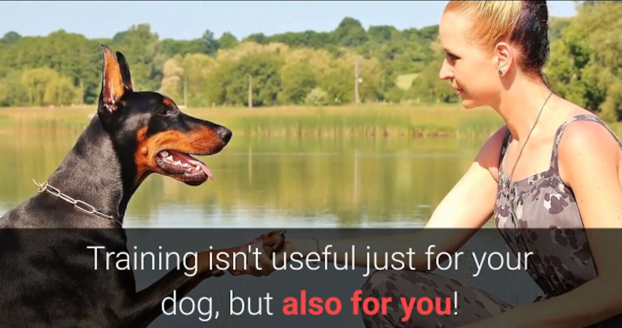 🐕 Best Basic Dog Training – TOP 10 Essential Commands Every Dog Should Know