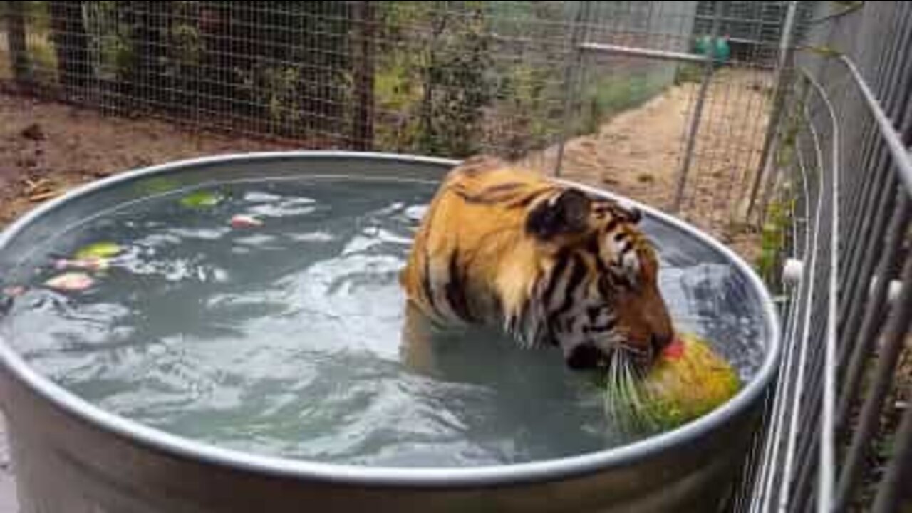 O mundo dos tigres como você nunca viu!