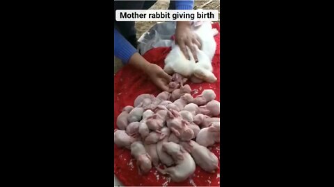 Mother rabbit giving birth