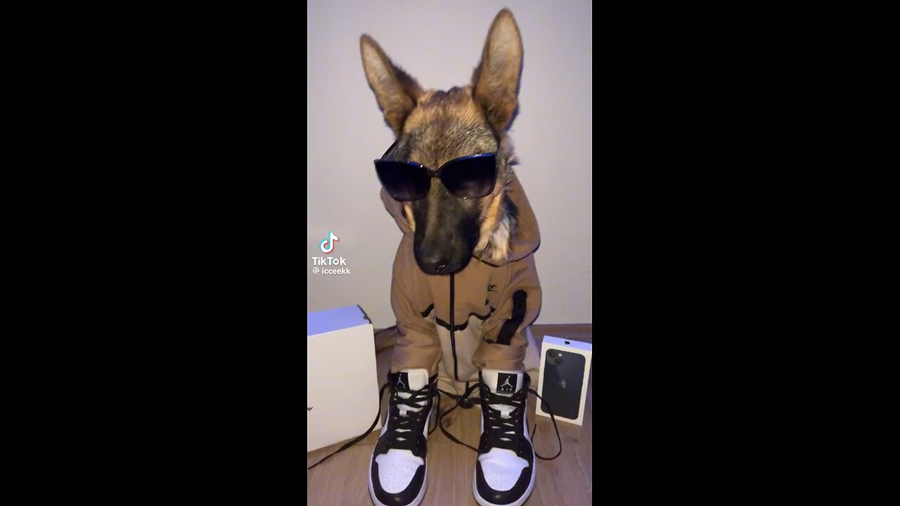Cool dog