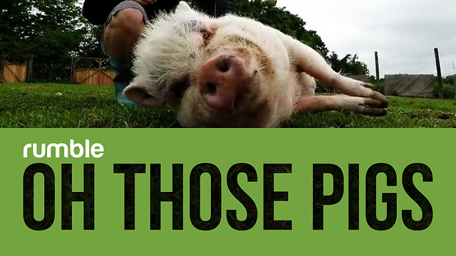 This compilation of adorable pigs is the best way to start your day!