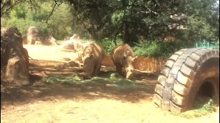 SOUTH AFRICA - Johannesburg - Joburg Zoo (videos) (E3j)
