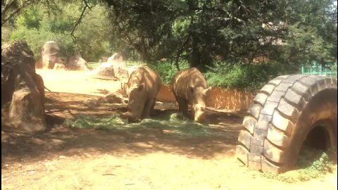 SOUTH AFRICA - Johannesburg - Joburg Zoo (videos) (E3j)