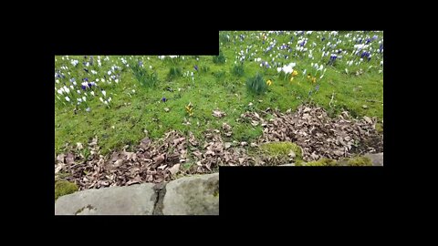 spring is on its way #short