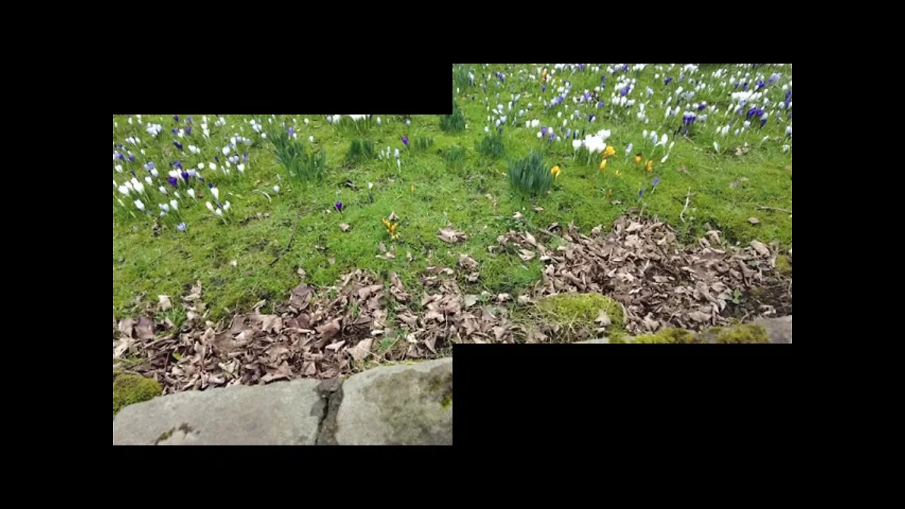 spring is on its way #short