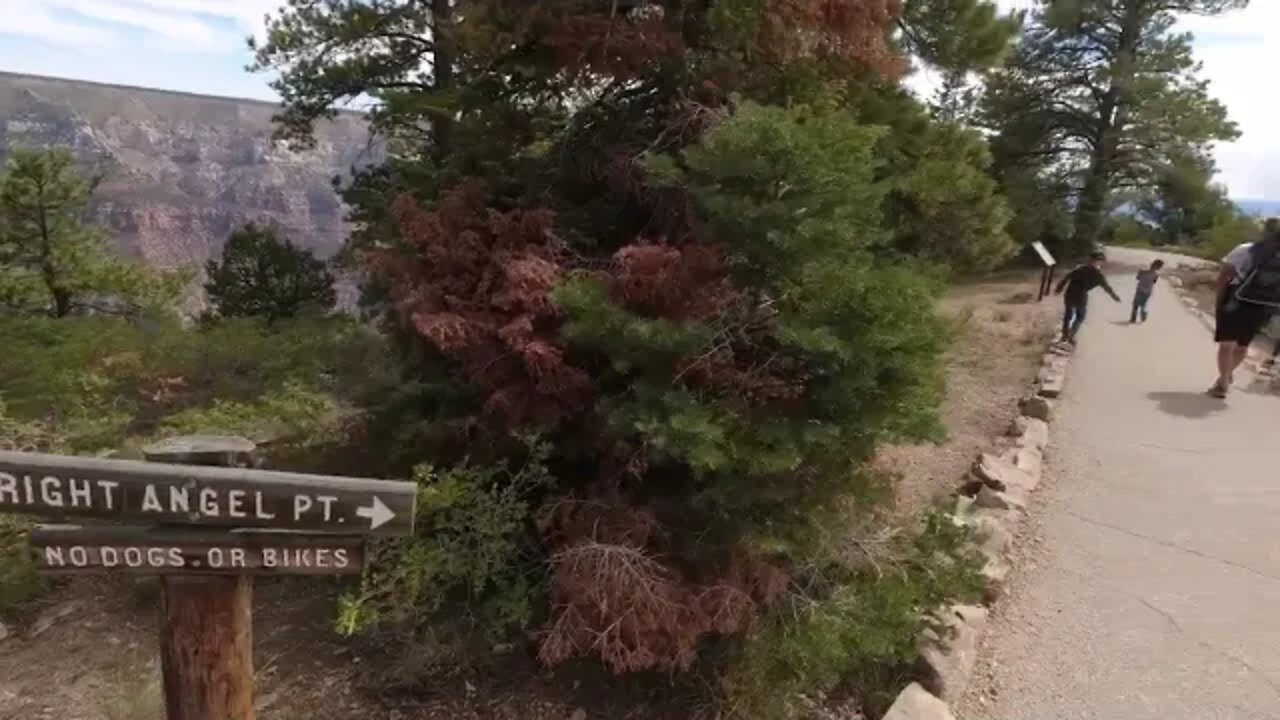 SPECTACULAR GRAND CANYON- NORTH RIM/ BRIGHT ANGEL POINT