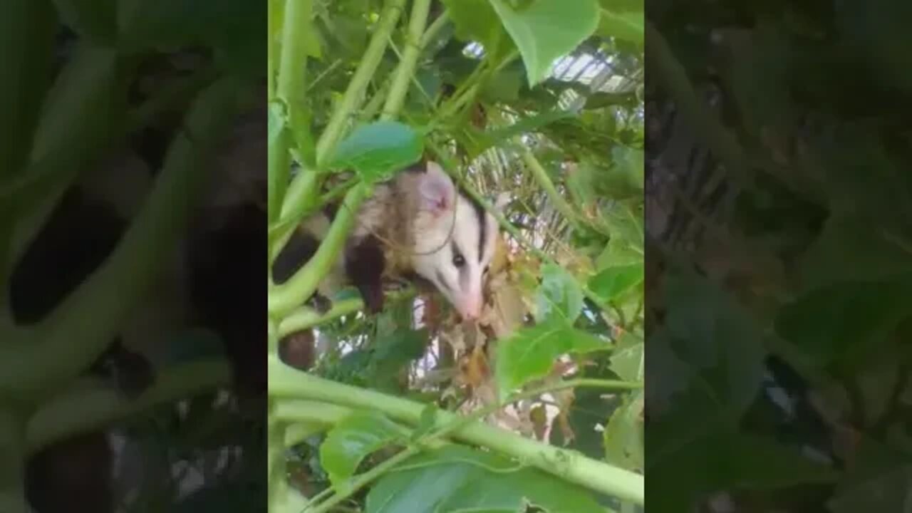 MARAVILHAS DO SERTÃO NORDESTINO