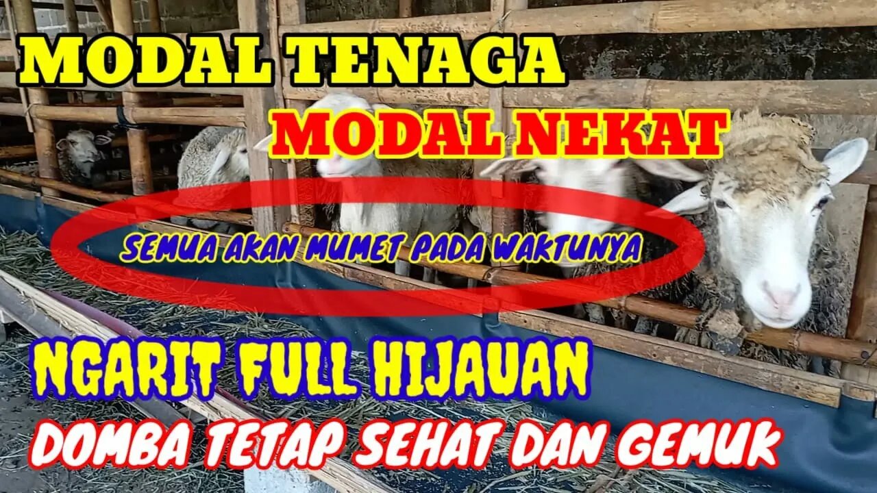 KISAH INSPIRATIF PETERNAK DOMBA FULL NGARIT