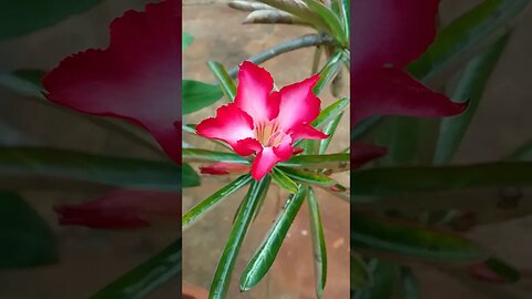 #shortsvideo #flower #natureza #vídeo #shortvideos #viralshort #viral #nature