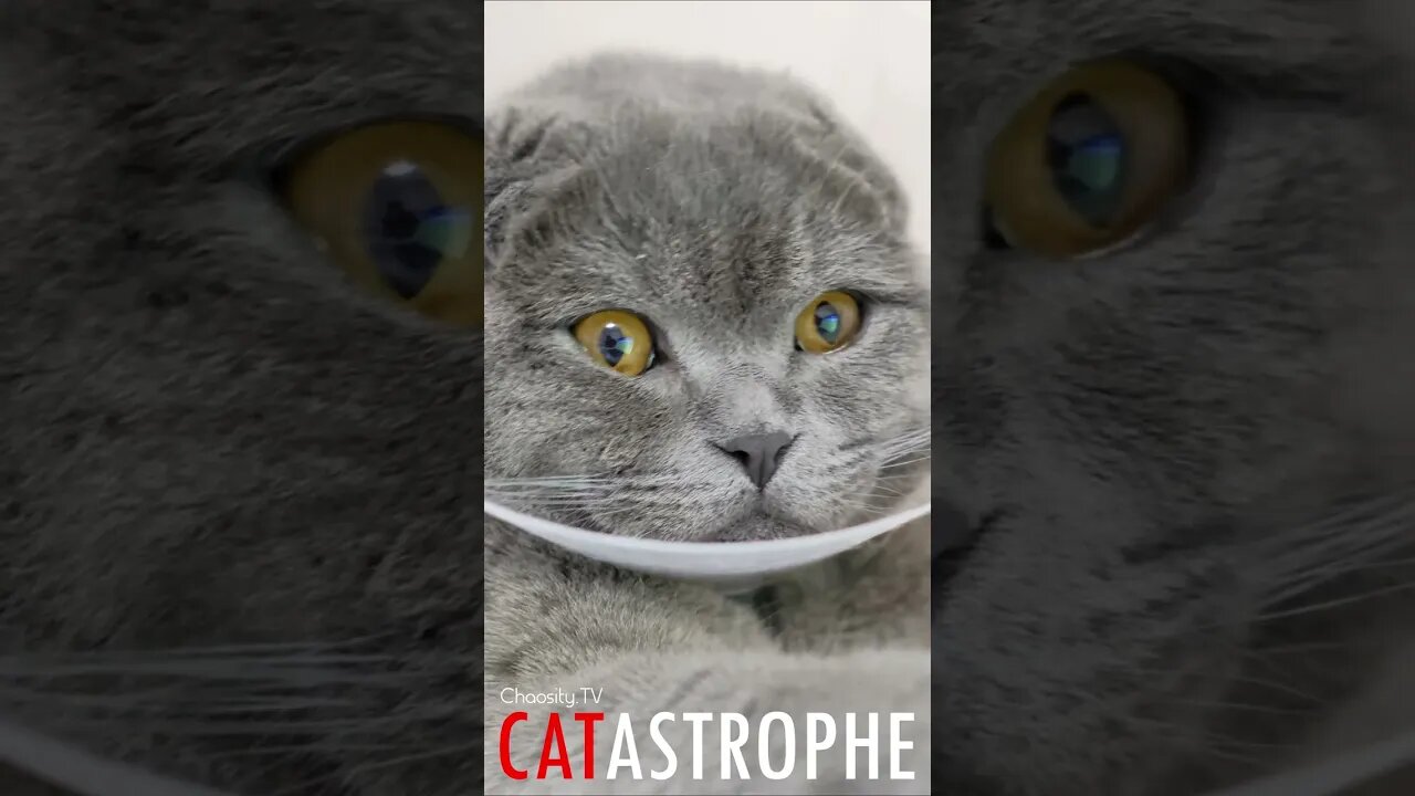 #CATASTROPHE - Sick Kitty