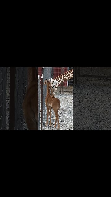 The World’s Only Spotless Giraffe in Tennessee | Brights Zoo