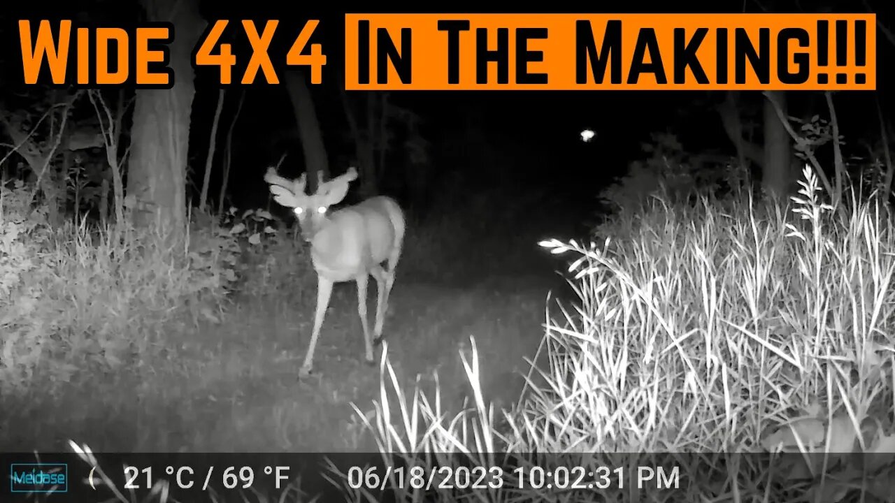 Velvet BUCKS Starting To SHOW Up!!!