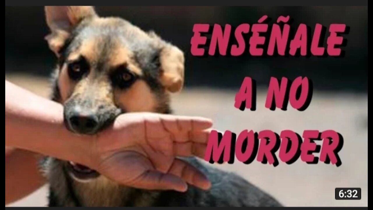 APRENDE A QUE TÚ PERRITO NO!!! TE MUERDA