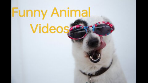 Funny Animal videos