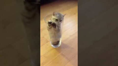 Cats in Glass Containers funny Compilation #shorts #cat #shorts #compilation Weird positions