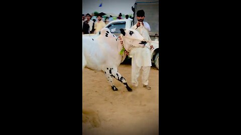 Bullrace dandan nay shokeen