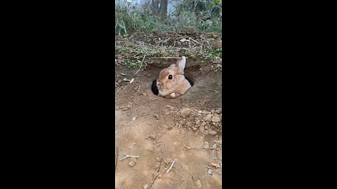 Bunny with baby bunnies 🐇