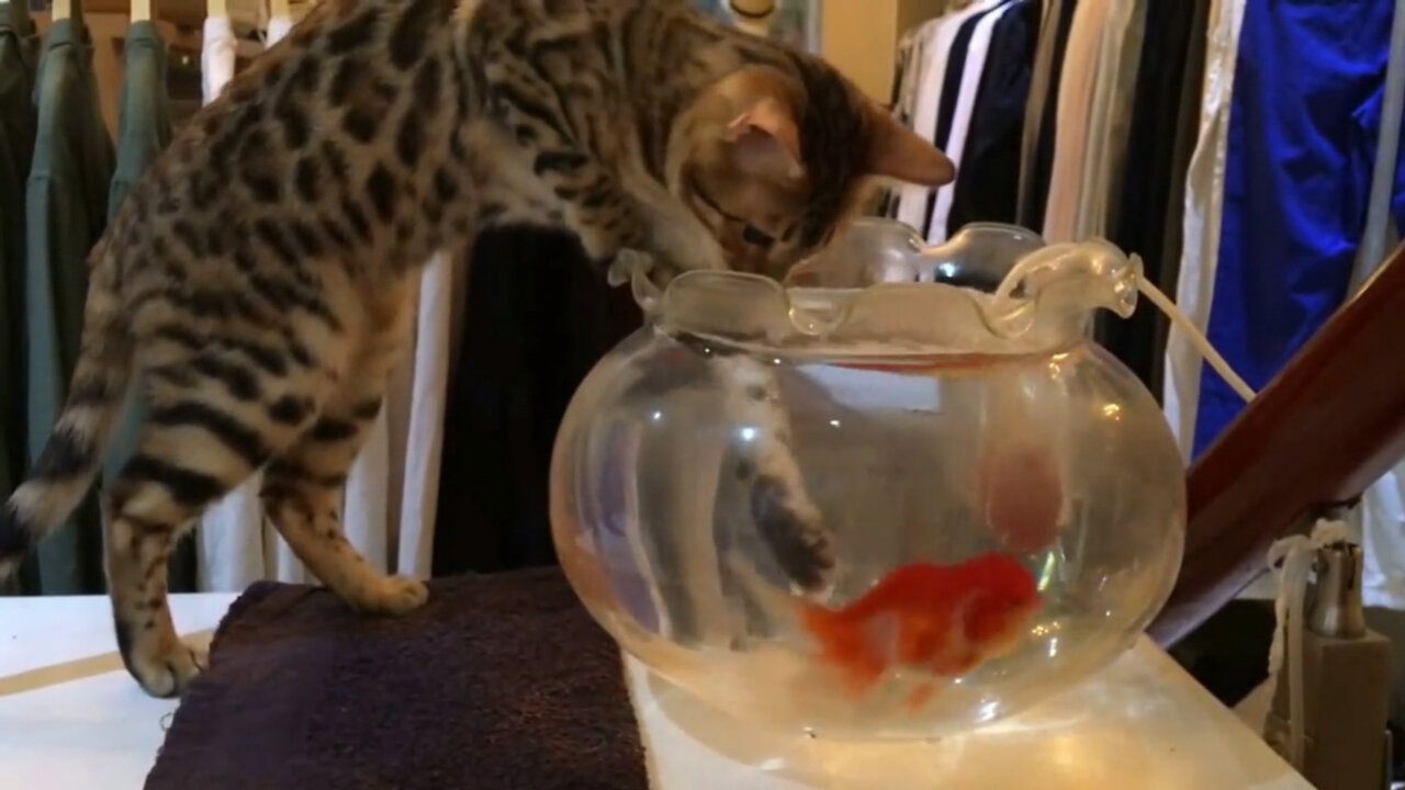 Bengal cat catching fish very funny