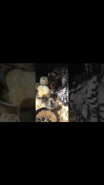 Gold sebright chicks with wyandotte crosses