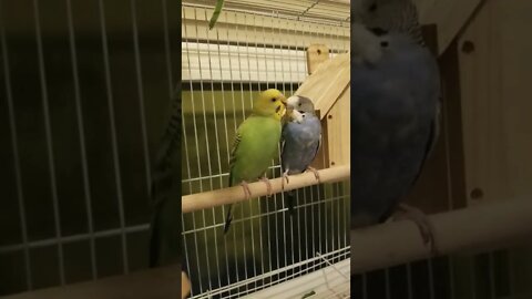 Budgie Getting A Head Massage Too Cute! 💕💛 #shorts #youtubeshorts #budgies #parakeets #animallover