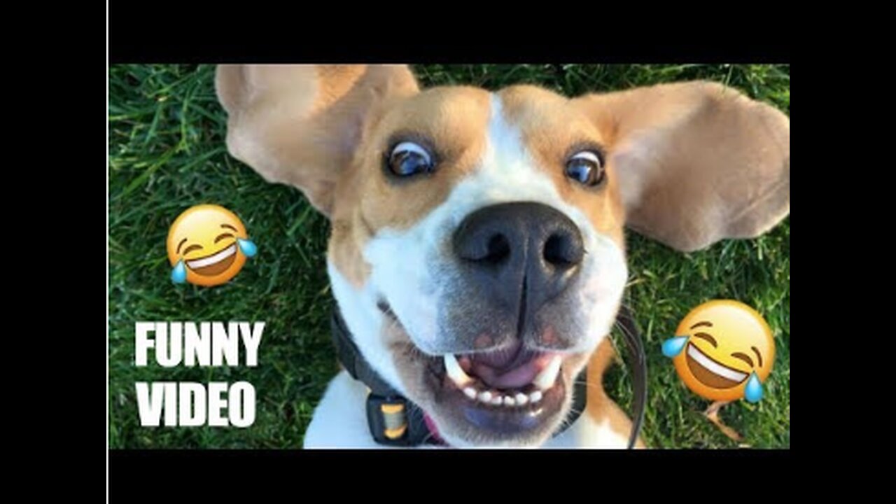 Try Not To Laugh Challenge - Funny Dogs Compilation