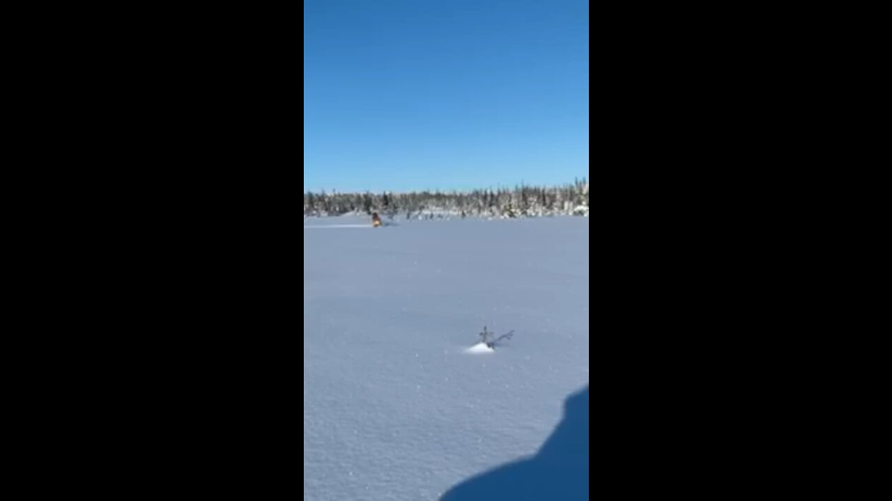 Alaskan Tundra Porpoise
