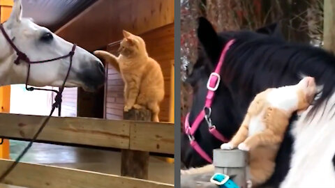 The love between a cat and a horse