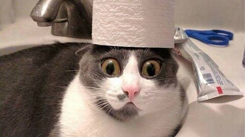 BEST Funniest Cat and Dog Videos 2024 will MAKE You LAUGH Uncontrollably 😂#2011