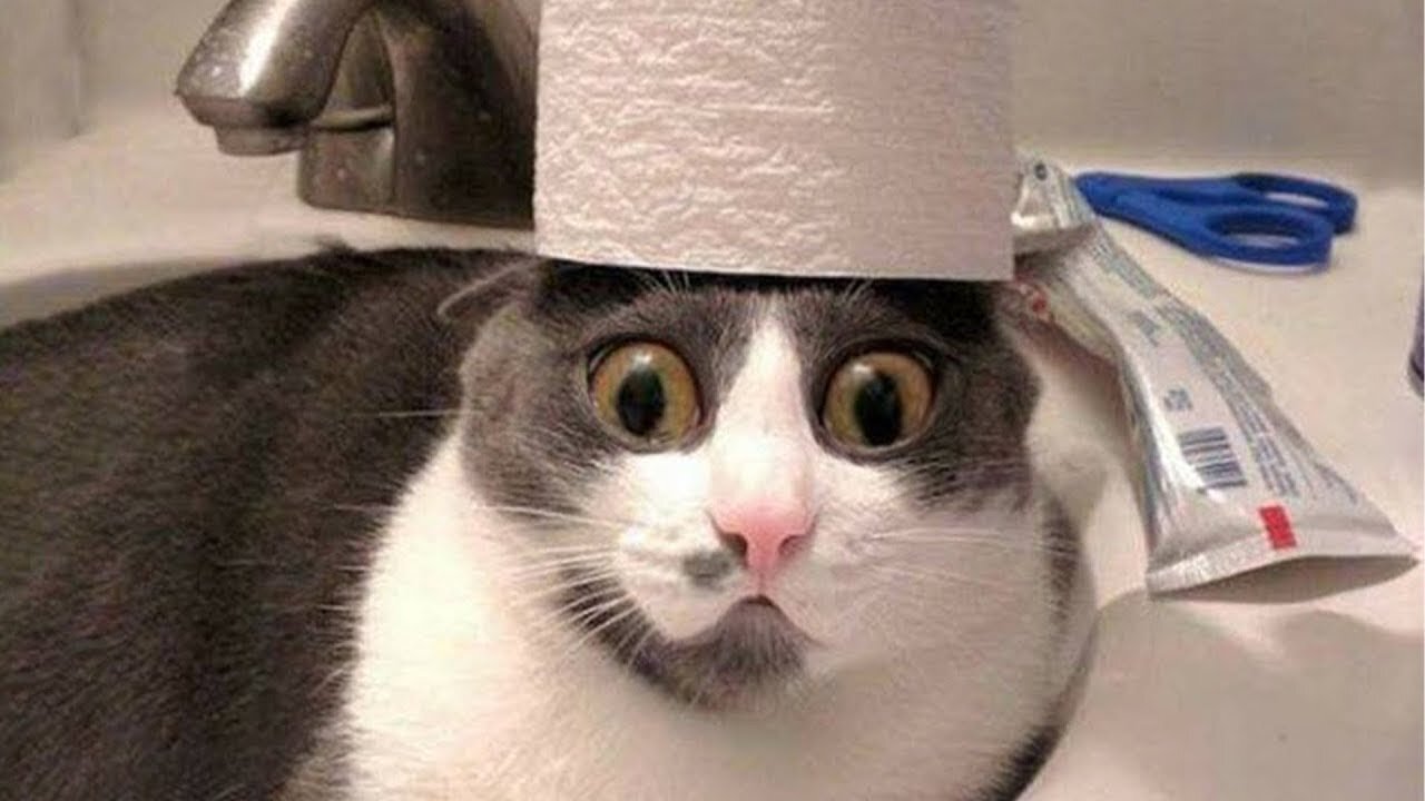 BEST Funniest Cat and Dog Videos 2024 will MAKE You LAUGH Uncontrollably 😂#2011