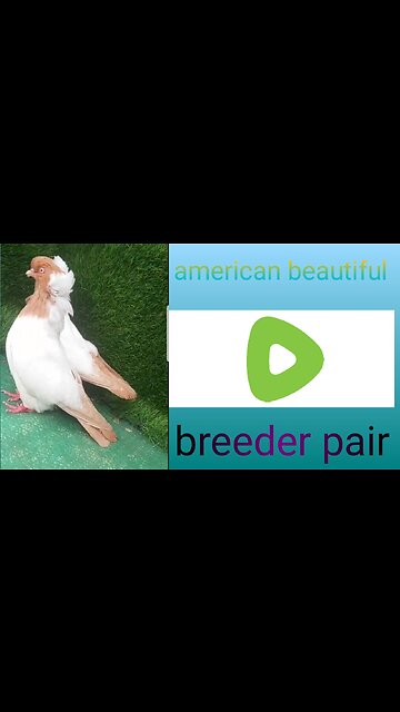 American beautiful breeder pair
