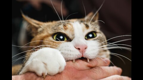 101 ways to treat stressful cats better