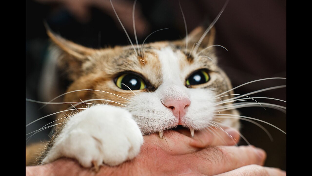 101 ways to treat stressful cats better