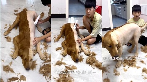 Dog haircuts 🐶🐶