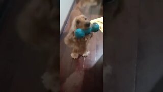 #dogshow, #amimals, #dogs, #shorts