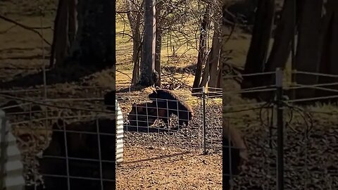 🐷❤️is in the air! #kunekune #farmlife #pigs