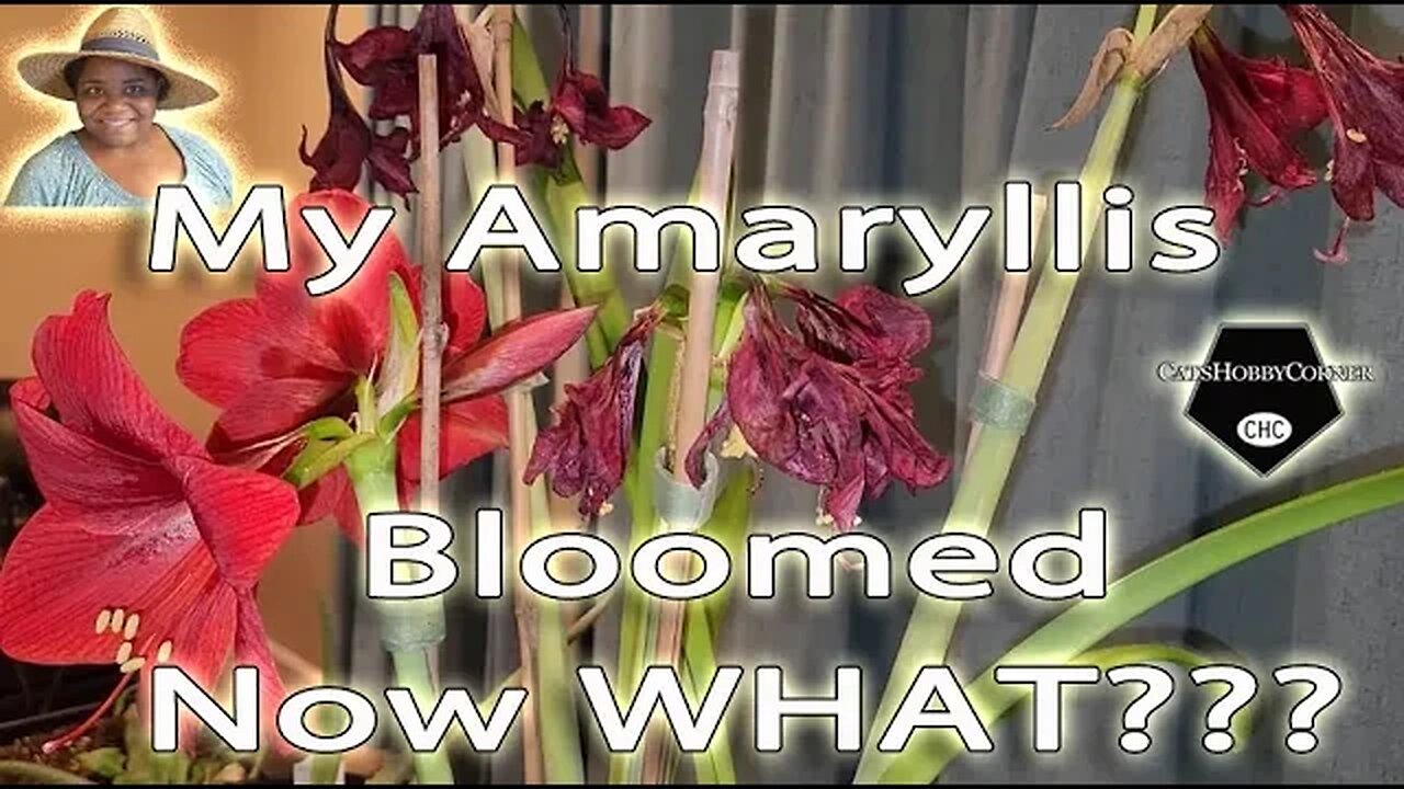 My #amaryllis Bloomed , Now What??? #catshobbycorner